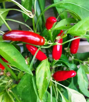 Chili Image Chili Farming Image